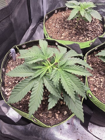  1 Blue Zushi x Venom & 1 Jack Here x Strawberry Cookies OG — vegetative, day 19