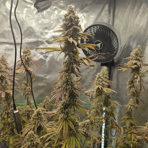 Skunk #1 — harvest, day 168