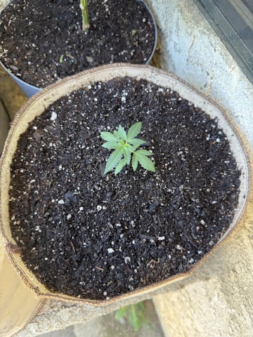 Bruce Banner ⛽️ — vegetative, day 26