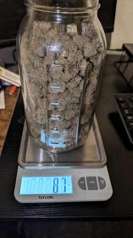 Perpetual Autoflower Mixed Grow #3 — flower, day 104