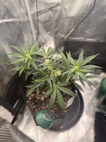 Camilla_Cannabis