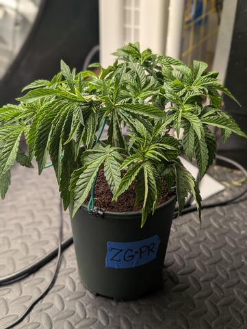 EG/SM/SG/CW — vegetative, day 31