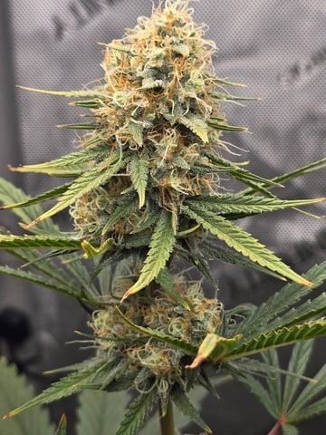 Pull my finger and Mowie Wowie — grow_setup, day 83