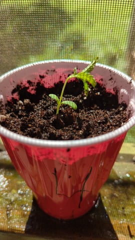 Freya's Honey — vegetative, day 17