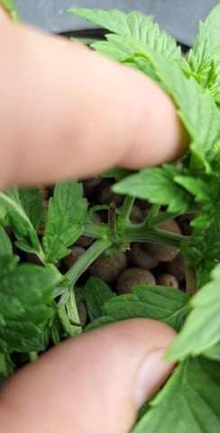 Blackberry Kush — vegetative, day 24