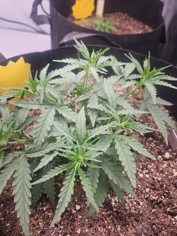 Black Widow  — vegetative, day 16