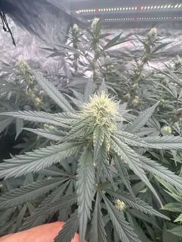 Second Indoor (all Clones) — flower, day 58