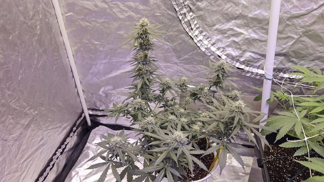 first grow adventure  — flower, day 62