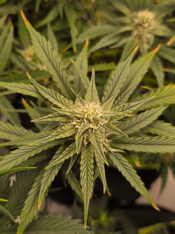 blue dream auto — flower, day 50