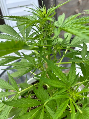 First ever grow — flower, day 55