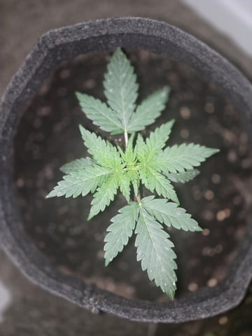 First Grow — vegetative, day 18