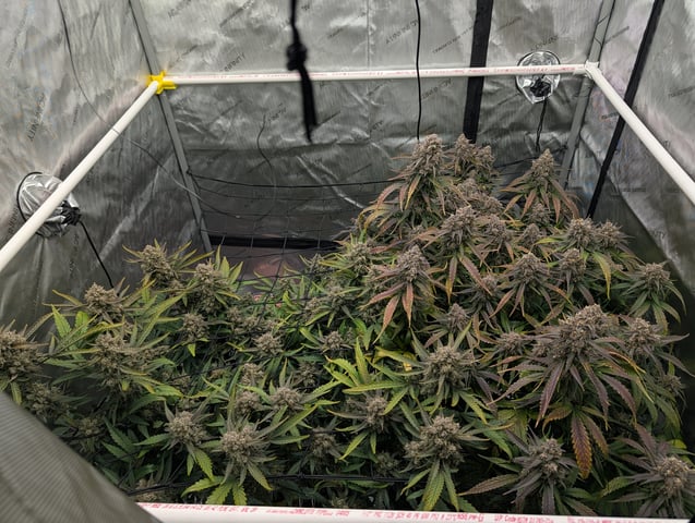 Grow #4 — flower, day 85