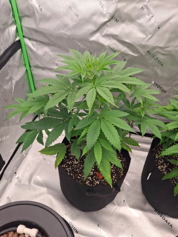 Do Si Dos -Cookies — vegetative, day 50