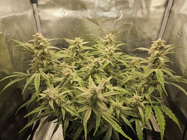 A chill grow in the small tent — flower, day 60