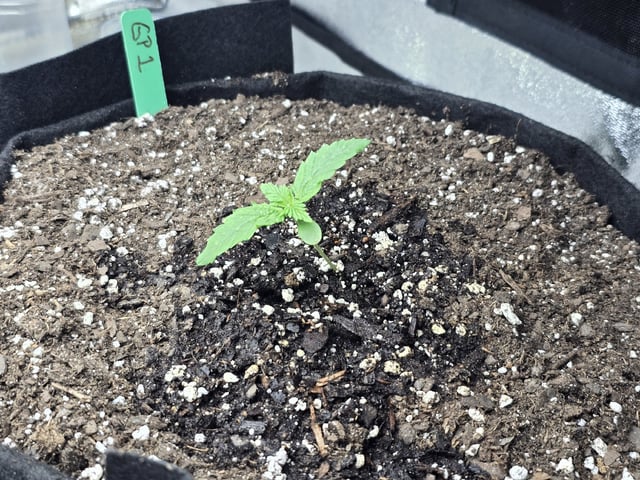Autos AGAIN — seedling_rooting, day 12
