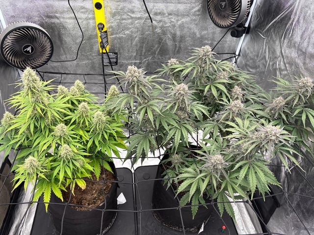 Grow Shed Grow #1 — flower, day 65