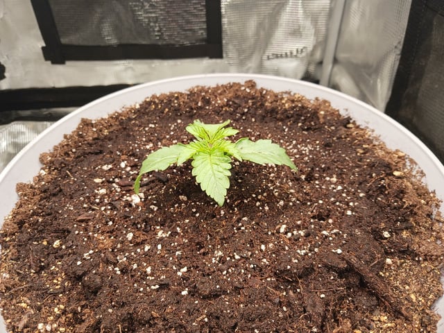 Gorilla Sherbert Feminized From Blimburn Seeds  — seedling_rooting, day 13