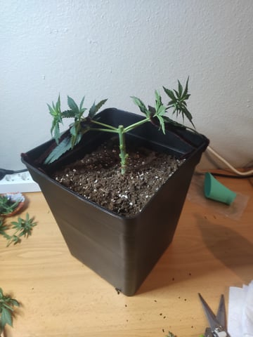 go fast — vegetative, day 29