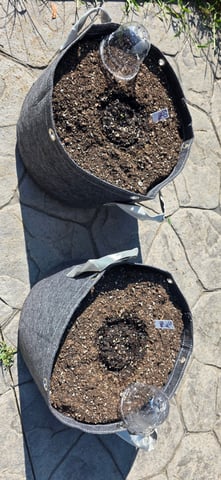 Let's just leave these right here! — germination, day 4