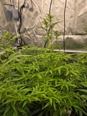 OG Kush  — seedling_rooting, day 5