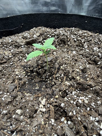 Gorilla Cookies 2nd Try — seedling_rooting, day 15