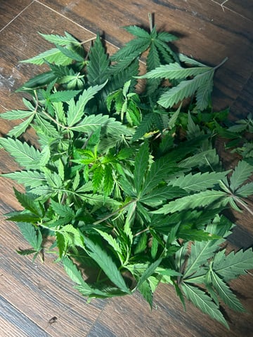 2nd Run — vegetative, day 61