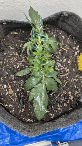 mephisto winter 2026 — vegetative, day 20