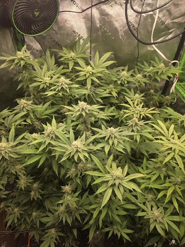 MAIN ROOM — flower, day 49