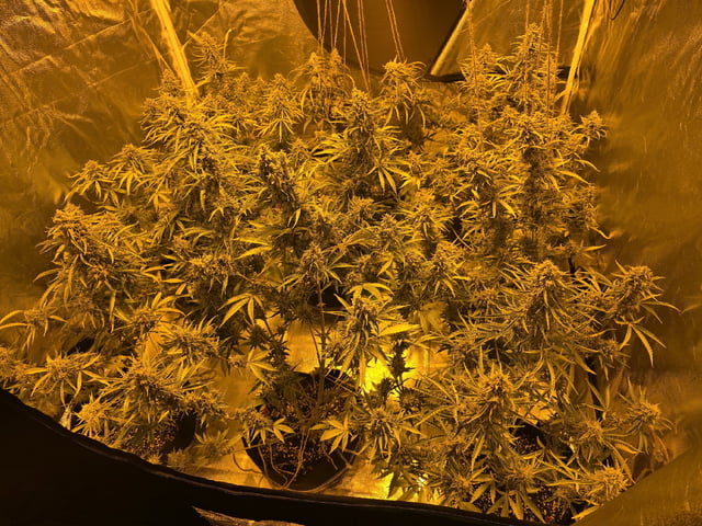 3rd Auto Grow — flower, day 99