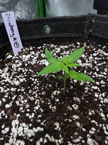 Ztrawberriez (Auto) 2026 - 1 — vegetative, day 16