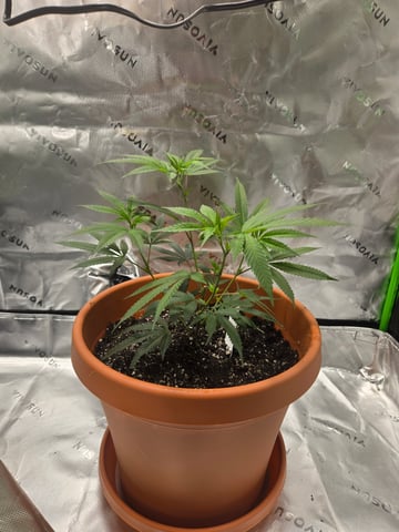 Evermore clones — vegetative, day 8