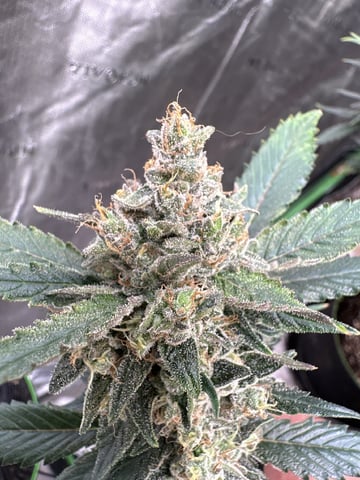Good Genetix G-Line + Fat Bastard auto — auto, day 73