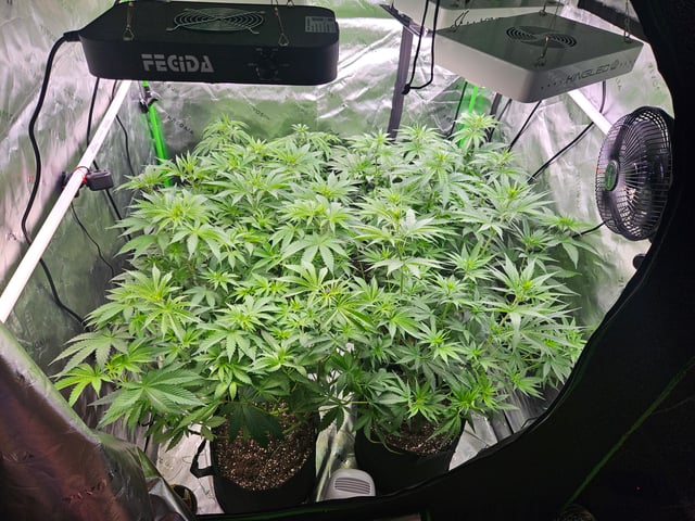 1st Grow — flower, day 27