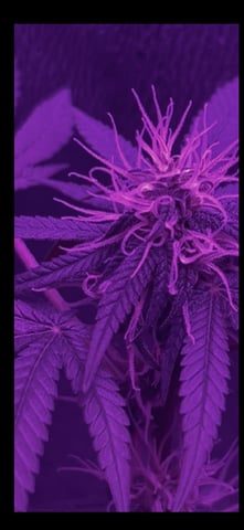 First attempt grow 😶‍🌫️ — flower, day 102