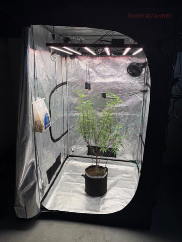  Apple fritter  Clones round two — flower, day 177