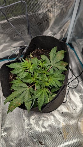 maui wowie auto — vegetative, day 23