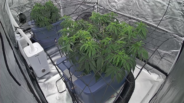 Laundry Shaman — vegetative, day 43