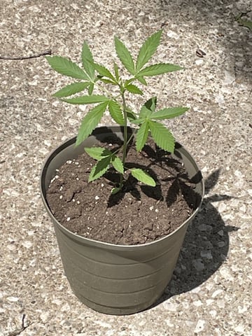 Acapulco Gold