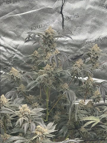 Humboldt, Hella Jelly. Jelly Donut  — flower, day 93