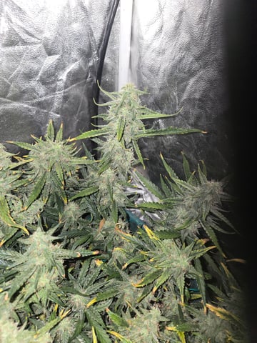 high octane x holy grail  — auto, day 68