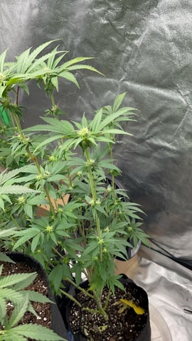 CB (Fem Photo) — flower, day 41