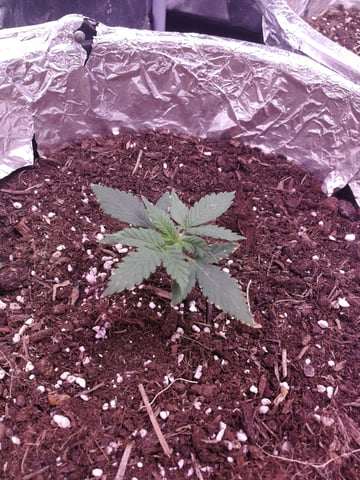AWC  — vegetative, day 22