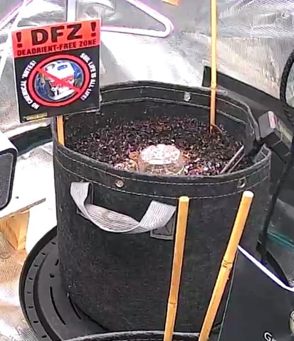 Boogie Brew Basic — germination, day 33