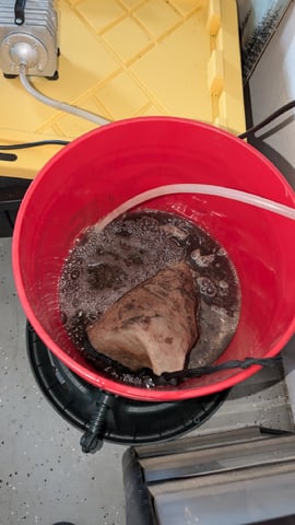 mephisto winter 2026 — flower, day 25