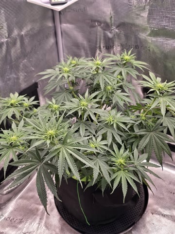  1 Blue Zushi x Venom & 1 Jack Here x Strawberry Cookies OG — flower, day 56