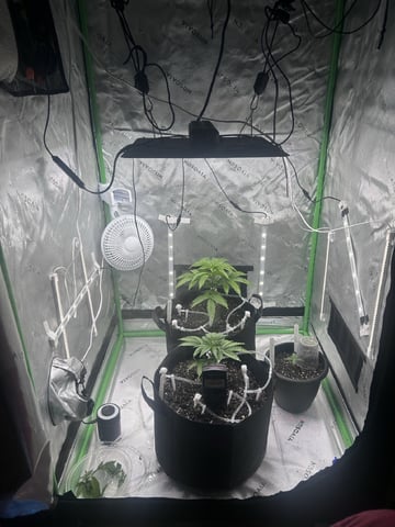 grow two — vegetative, day 4