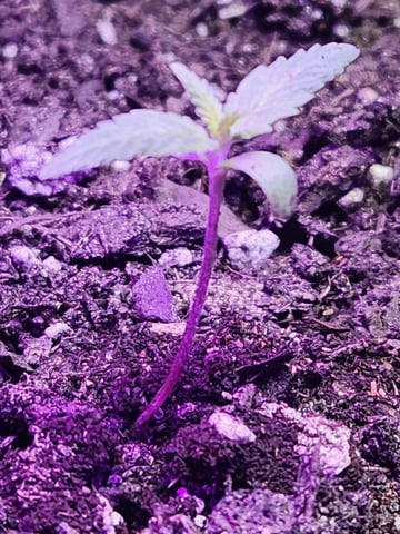 My First Indoor Grow — seedling_rooting, day 9