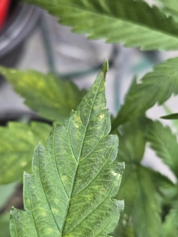 cherry pie  — vegetative, day 43