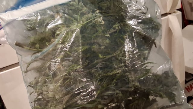 Blueberry Muffin  — done, day 24