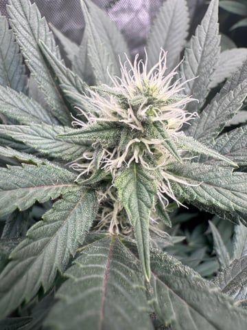 GrowRoom — flower, day 4